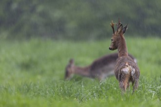 A roebuck (Capreolus capreolus) in the change of coat stretches its limbs while a dama (Dama dama)
