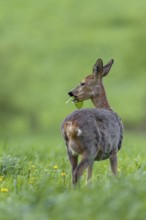 The clearly visible udder makes it easy to recognise that the doe (Capreolus capreolus) is leading