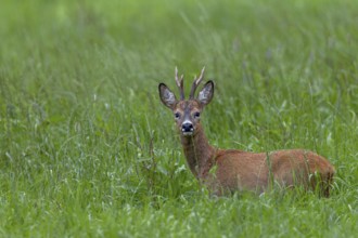 In mid-July, roebucks (Capreolus capreolus) wear the striking orange-red summer coat, eyes, eye