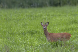 A roebuck (Capreolus capreolus) a few days in front of the start of the rut in optimal physical