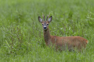 In mid-July, a few days in front of the start of the rut, the territorial roebucks (Capreolus