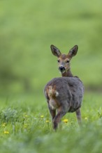 The clearly visible udder makes it easy to recognise that the doe (Capreolus capreolus) is leading