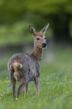 A doe (Capreolus capreolus) with clearly visible udder, called a spider by the hunter, changing