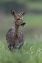 A pregnant doe (Capreolus capreolus) in moult grazing in the pouring rain in a meadow, pregnant,