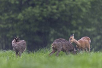 A doe licks and nibbles on the fur of a young roebuck (Capreolus capreolus), perhaps they are