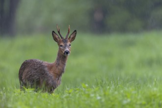 Roebuck (Capreolus capreolus) during a rain shower, eyes, change of coat, Germany