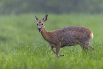 In a few days, this pregnant doe (Capreolus capreolus) will give birth to her fawns, pregnant,