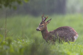 Roebuck (Capreolus capreolus) during a rain shower, change of coat, Germany