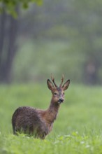 A roebuck (Capreolus capreolus) stands chewing its cud in a meadow, not bothered by the rain,