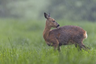 A pregnant doe (Capreolus capreolus) in moult grazing in the pouring rain in a meadow, moult,
