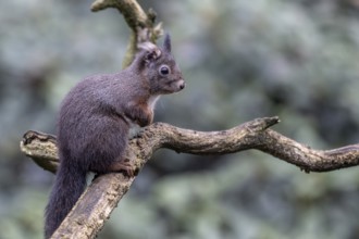 Squirrel (Sciurus vulgaris), Emsland, Lower Saxony, Germany