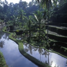 Terrace rice paddies near Tegallalang, Bali, Indonesia