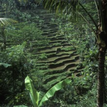 Terrace rice paddies near Bangli, Bali, Indonesia