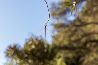 MAR, El, Kelaa, Gorge, Dragonfly