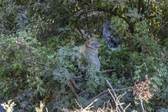 MAR, El, Kelaa, gorge, barber monkey