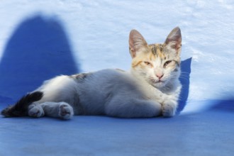 MAR, Chefchaouen, Medina, cat