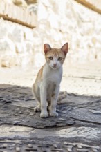 MAR, Chefchaouen, Medina, cat