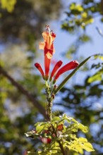 MAR, Chefchaouen, AI, Kasaba, flower