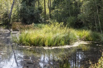 D, Sterntaler, Felze