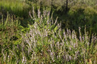 D, Sterntaler, felts, heather