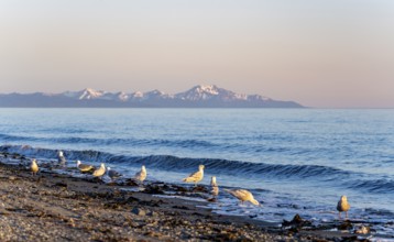 Seagulls on Anchor Point beach on Cook Inlet in the evening light, snowy mountain peaks of the