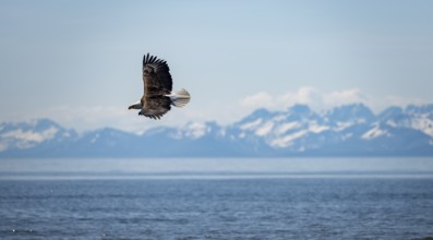 Bald eagle (Haliaeetus leucocephalus) in flight, Anchor Point at Cook Inlet, white mountain peaks