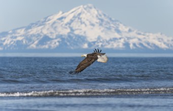 Bald eagle (Haliaeetus leucocephalus) in flight, Anchor Point at Cook Inlet, white mountain peak of