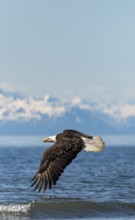 Bald eagle (Haliaeetus leucocephalus) in flight, Anchor Point at Cook Inlet, white mountain peaks