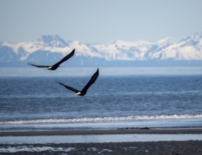 Two bald eagles (Haliaeetus leucocephalus) in flight on the beach of Anchor Point at Cook Inlet,
