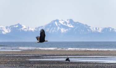 Bald eagle (Haliaeetus leucocephalus) in flight on the beach of Anchor Point at Cook Inlet, white