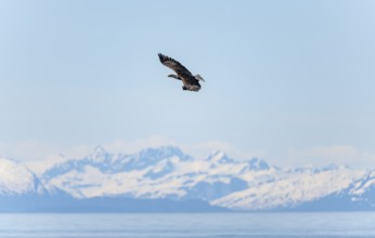 Bald eagles (Haliaeetus leucocephalus) flying on the beach at Anchor Point on Cook Inlet, snowy
