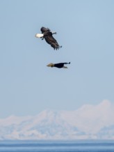 Two bald eagles (Haliaeetus leucocephalus) in flight, Anchor Point at Cook Inlet, white mountain