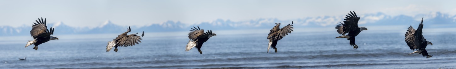 Bald eagle (Haliaeetus leucocephalus) in flight, photomontage of an eagle landing, Anchor Point at
