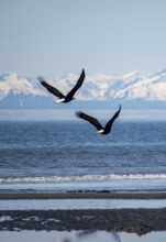 Two bald eagles (Haliaeetus leucocephalus) in flight on the beach of Anchor Point at Cook Inlet,