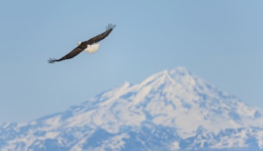 Bald eagle (Haliaeetus leucocephalus) flying on the beach of Anchor Point at Cook Inlet, white