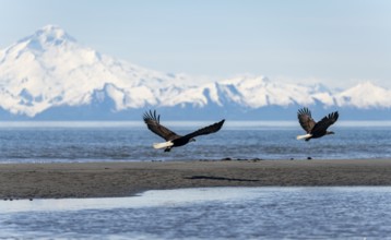 Two bald eagles (Haliaeetus leucocephalus) flying on the beach at Anchor Point on Cook Inlet, white