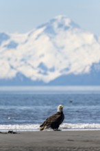 Bald eagle (Haliaeetus leucocephalus) perches on the beach at Anchor Point on Cook Inlet, white