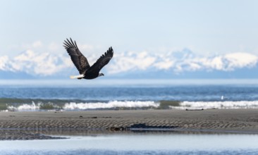 Bald eagle (Haliaeetus leucocephalus) flying on the beach of Anchor Point at Cook Inlet, white