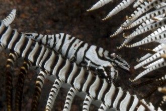 Underwater photo extreme close-up of mimesis camouflage of decapod shrimp Crinoid Shrimp (Laomenes