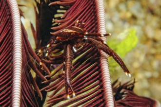Underwater photo extreme close-up of reddish-brown variant of feather star bouncer crab