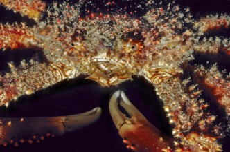 Underwater photo extreme close-up of whimsical hairy spider crab (Amphithrax pilosus) with unusual
