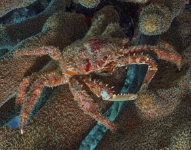 Underwater photo close-up of Spiny West Indian Spider Crab (Maguimithrax spinosissimus) synonyms