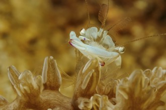 Underwater photo extreme close-up of magnificent partner shrimp (Ancylomenes magnificus)