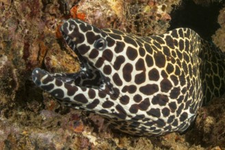 Underwater photo of large net moray eel (Gymnothorax favagineus) looking out of living height into