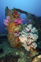Underwater photo of colourful soft corals (Dendronephthya) growing on metal part of sunken