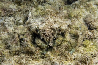Decorator crab (Camposcia retusa) camouflages itself with algae, example of perfect camouflage