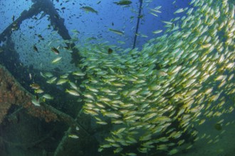 Underwater photo of large school of common snapper (Lutjanus lutjanus) living on wreck on seabed,