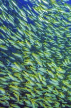 Underwater photo of large school of common snapper (Lutjanus lutjanus), Indian Ocean, Indo-Pacific,