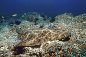 Underwater photo of predator fish lurking well camouflaged for prey Common angel shark (Squatina