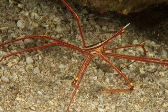 Underwater photo of Arrow Crab (Stenorhynchus lanceloatus) sitting in front of small cave dwelling